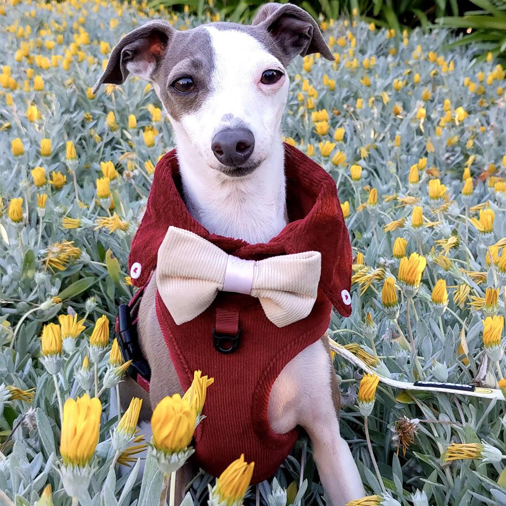 Dog Harness Australia Made From Corduroy with Bow Tie Ruby Red