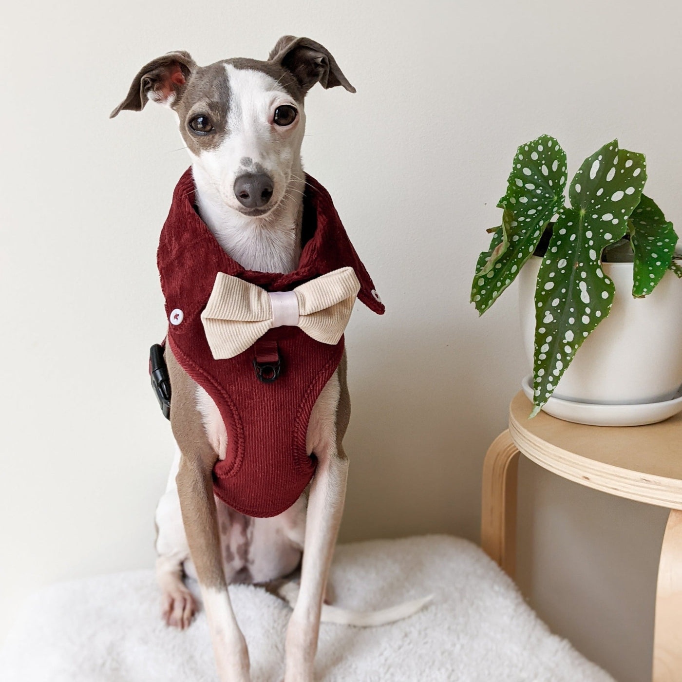 Dog Harness Australia Made From Corduroy with Bow Tie Ruby Red