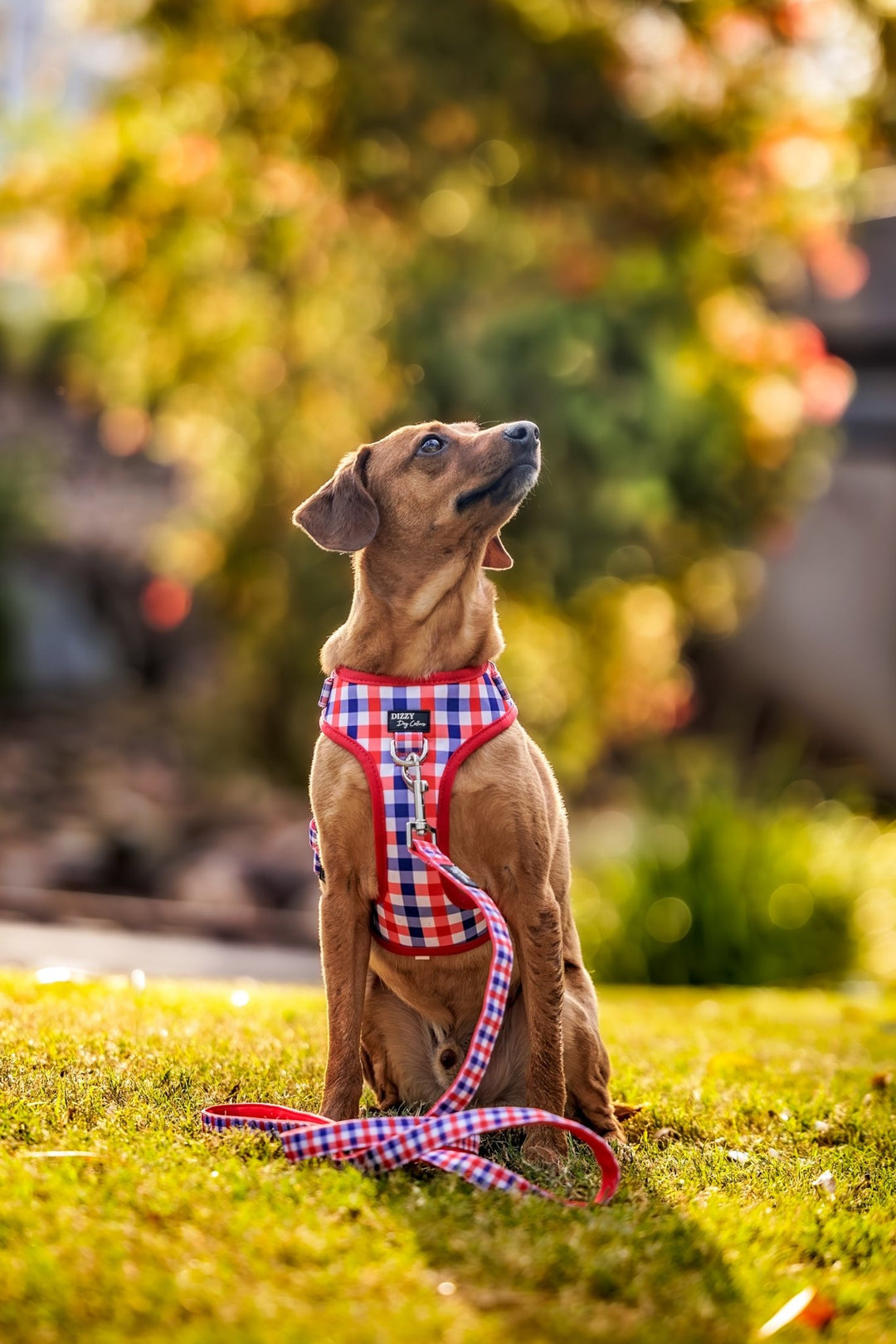 A small brown dog sitting on grass, wearing a red, white, and blue gingham-patterned harness with a matching leash. The dog looks up with a gentle expression, set against a blurred background of greenery and sunlight