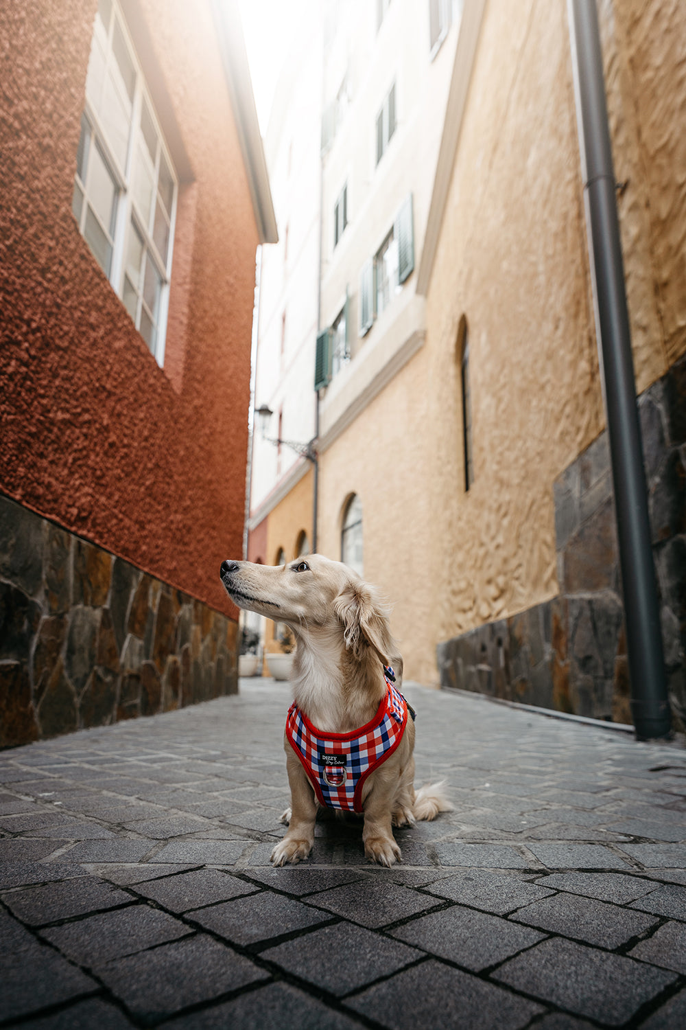  A small, light-coloured dog wearing a red, white, and blue gingham-patterned harness sits on stone steps outside a building with a classic architectural style. The dog looks to the side, with its ears perked up.