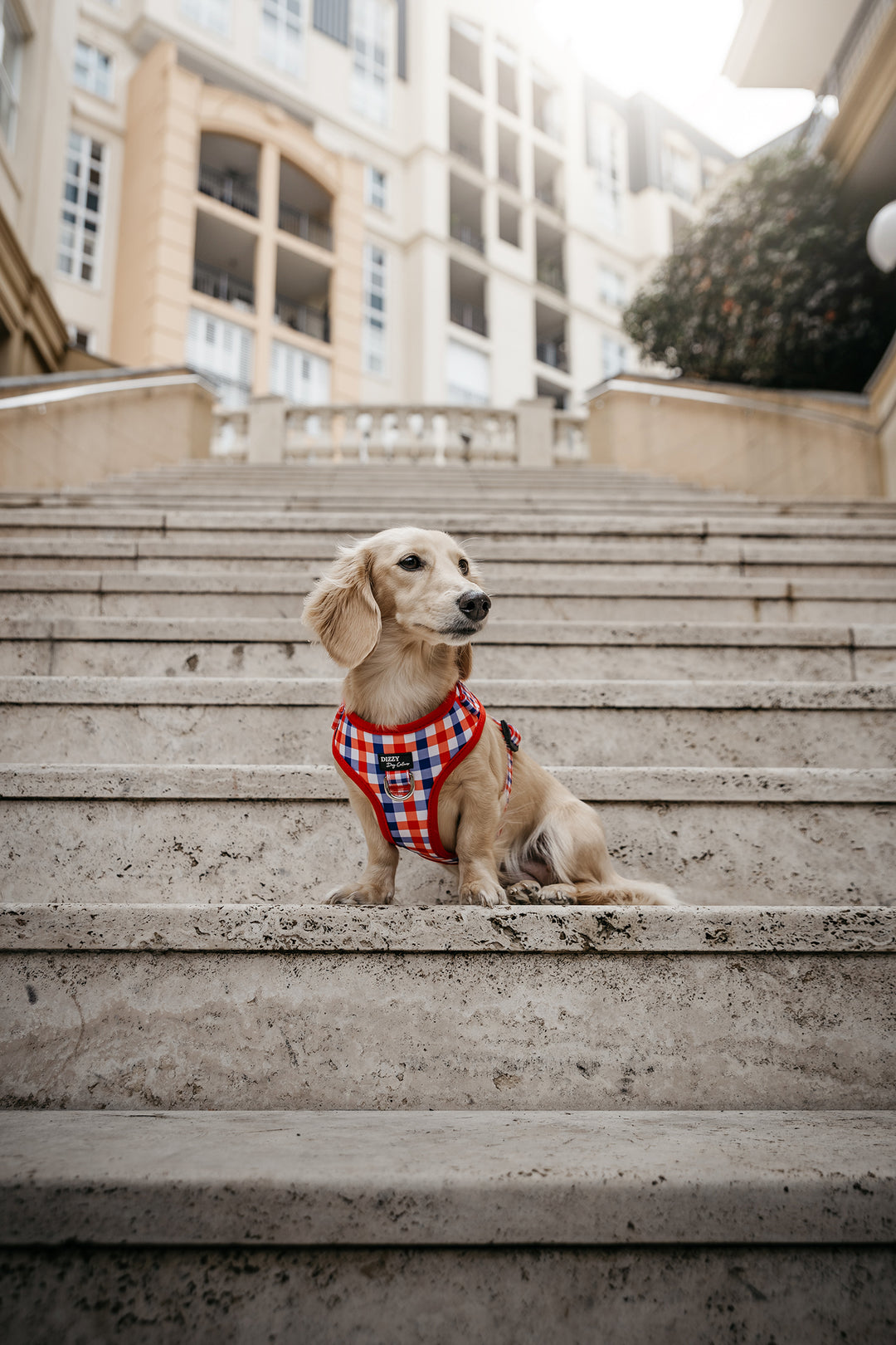 The same small dog in a red, white, and blue gingham-patterned harness sits on a cobblestone path between two tall buildings. The dog looks upward, showcasing the harness design in an urban setting.