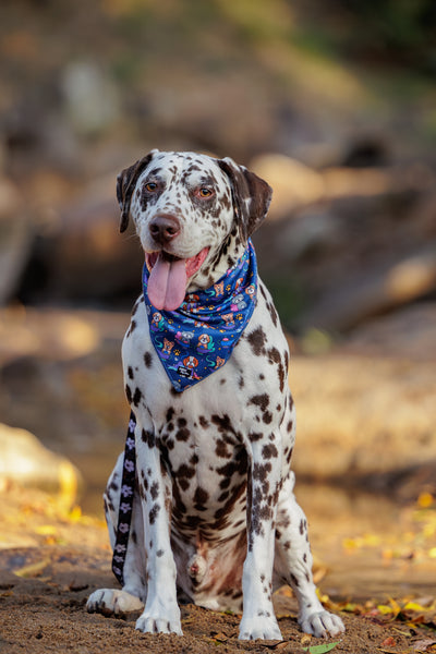 A Dalmatian with dark brown spots sits outdoors on sandy ground, wearing a vibrant blue bandana decorated with playful dog illustrations, including various breeds. The dog's tongue is out, looking content, with soft sunlight creating a warm and natural background.