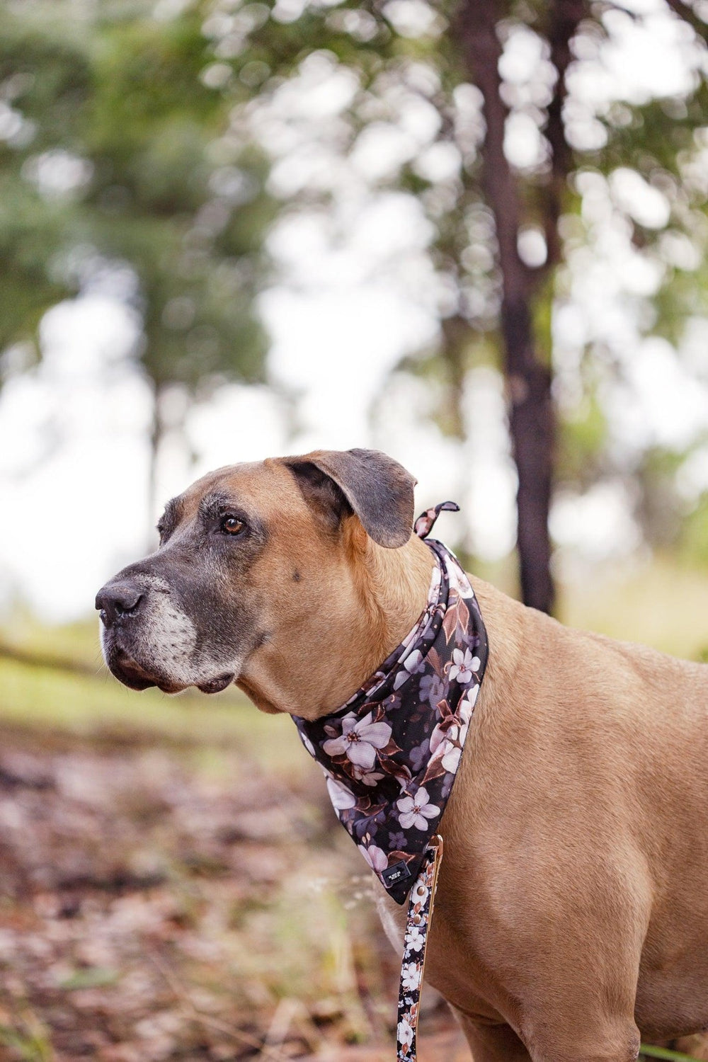 Dog Bandana - Tie Up Bandana - Midnight Cherry Blossoms-Dizzy Dog Collars