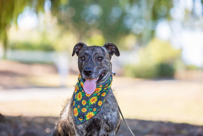 Dog Bandana - Tie Up Bandana - Sunflowers-Dizzy Dog Collars