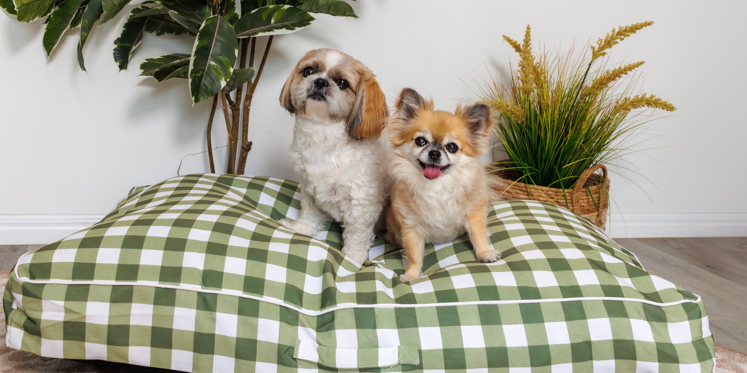 Two small dogs, a Shih Tzu and a Chihuahua, sitting on a green and white gingham-patterned dog bed. The bed is styled in a cosy indoor setting with potted plants in the background