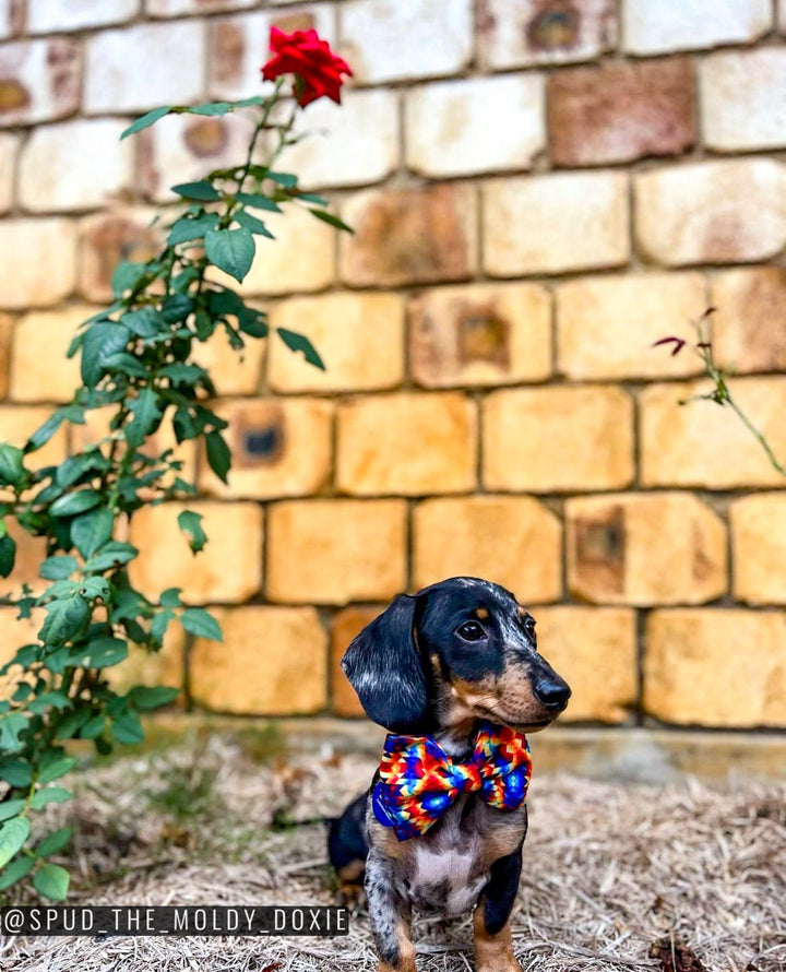 Dog Bow Tie | Kaleidoscope-Bow-Dizzy Dog Collars