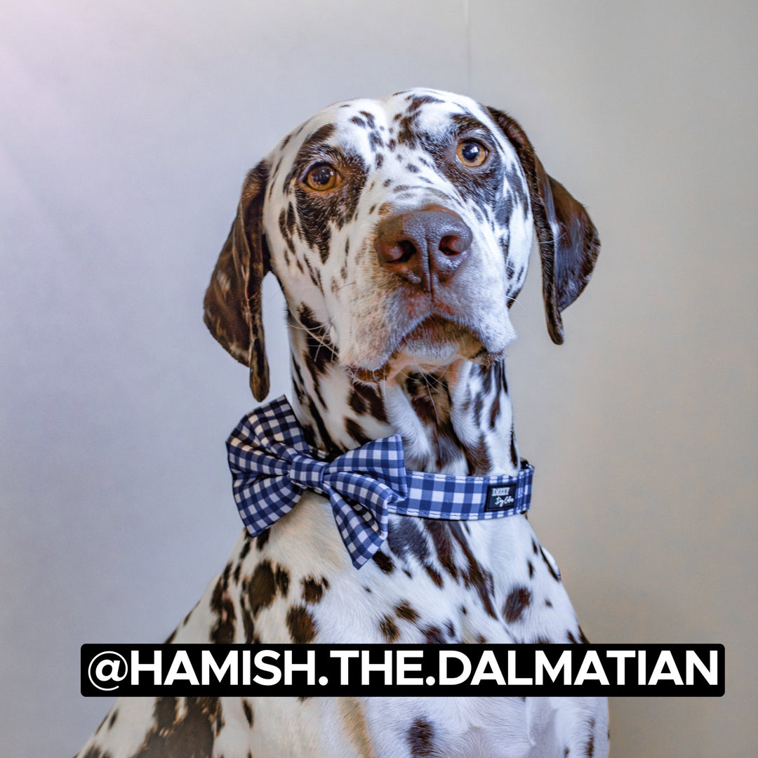 Dog Bow Tie | Navy Gingham-Bow-Dizzy Dog Collars