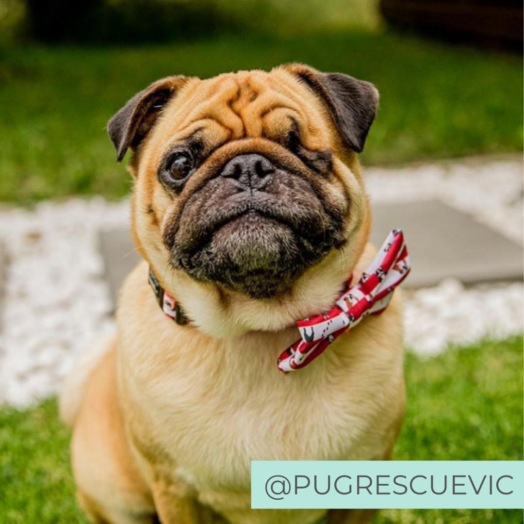 Dog wearing Red Dog Collar with Bow Tie with Pugs, French Bulldogs, Bulldogs, Boston Terrier Print all over designed in Australia. Dog Collar for Pugs.