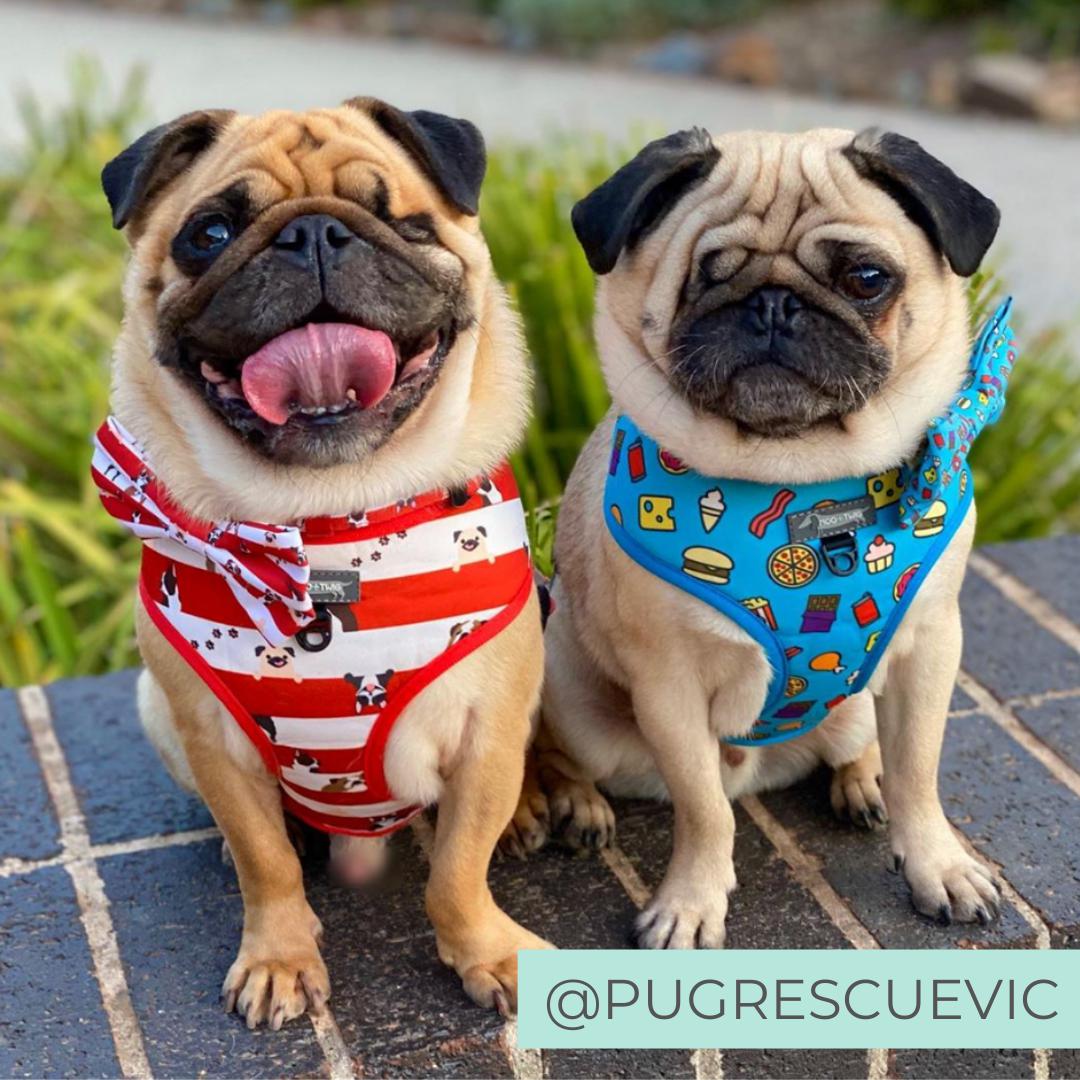 Dog wearing Red Dog Collar with Bow Tie with Pugs, French Bulldogs, Bulldogs, Boston Terrier Print all over designed in Australia. Dog Collar for Pugs.