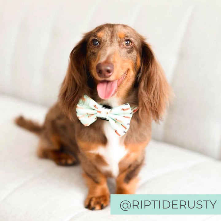 Dachshund Dog Collar with Bow Tie - Best Dog Collar for Dachshunds - Dachshund Puppy Wearing Dog Collar with Bow Tie