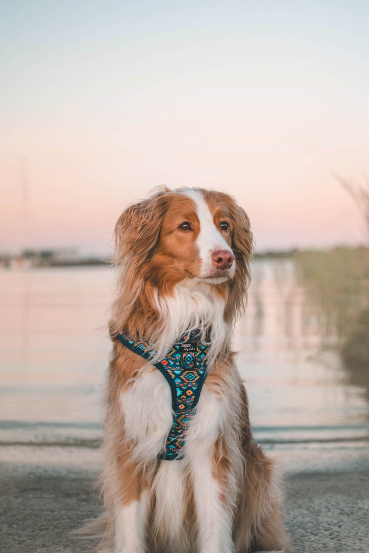 DOG HARNESS | Aztec Empire | Neck Adjustable Dog Harness-Fabric Harness-Dizzy Dog Collars