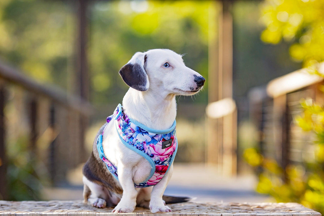 DOG HARNESS - Blossom Rose - Neck Adjustable Harness (Premade)-Harness-Dizzy Dog Collars