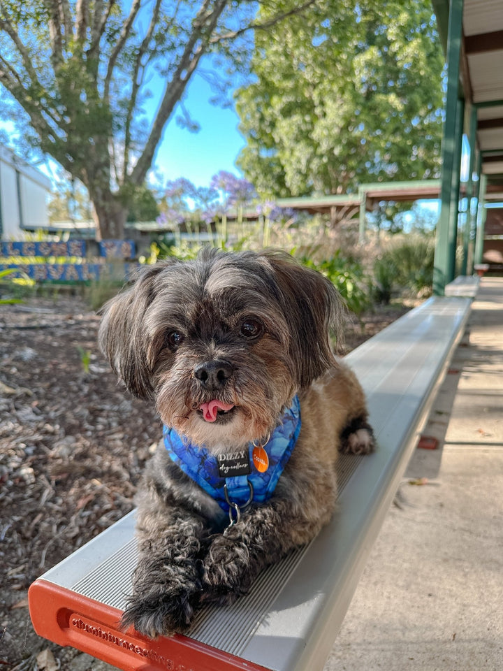 DOG HARNESS | Blue Marble | Neck Adjustable Dog Harness-Fabric Harness-Dizzy Dog Collars