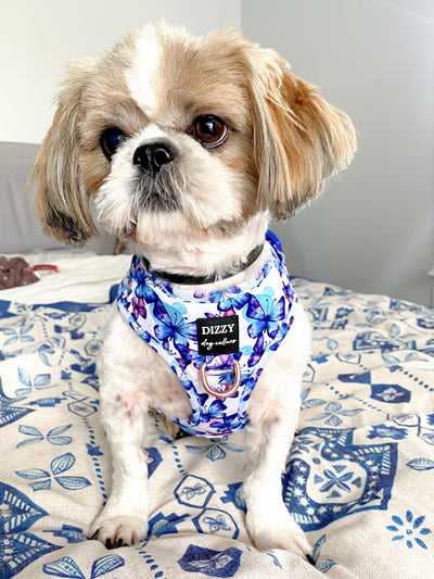 A small dog with light brown and white fur is sitting on a bed covered with a blue and white patterned blanket. The dog is wearing a harness with a design of blue and purple butterflies on a light background. The harness features a label that reads "Dizzy dog collars." The dog has a calm expression and is looking slightly to the side. The background shows a minimalistic indoor setting with soft lighting.