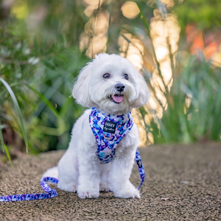 DOG HARNESS | Butterfly Ballet | Neck Adjustable Dog Harness-Harness-Dizzy Dog Collars