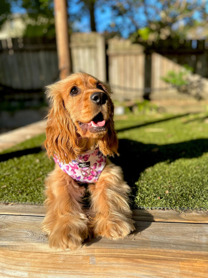 DOG HARNESS | Candy Sky Butterfly - Pink Butterflies | Neck Adjustable Dog Harness-Fabric Harness-Dizzy Dog Collars