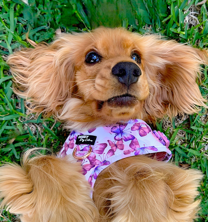 DOG HARNESS | Candy Sky Butterfly - Pink Butterflies | Neck Adjustable Dog Harness-Fabric Harness-Dizzy Dog Collars