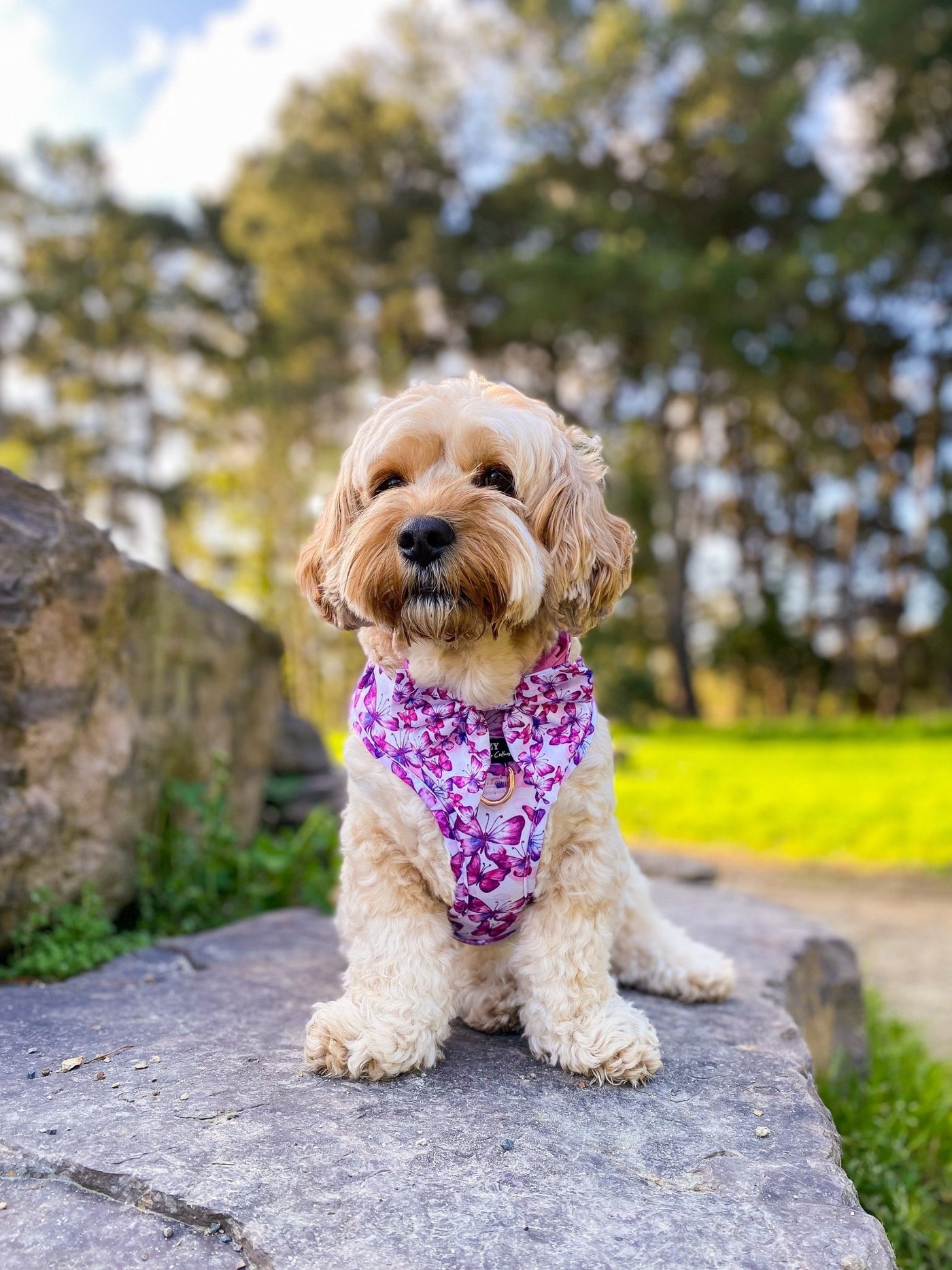 DOG HARNESS | Pink Butterflies | Neck Adjustable Dog Harness-Fabric Harness-Dizzy Dog Collars