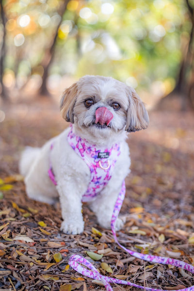 DOG HARNESS | Pink Butterflies | Neck Adjustable Dog Harness-Fabric Harness-Dizzy Dog Collars