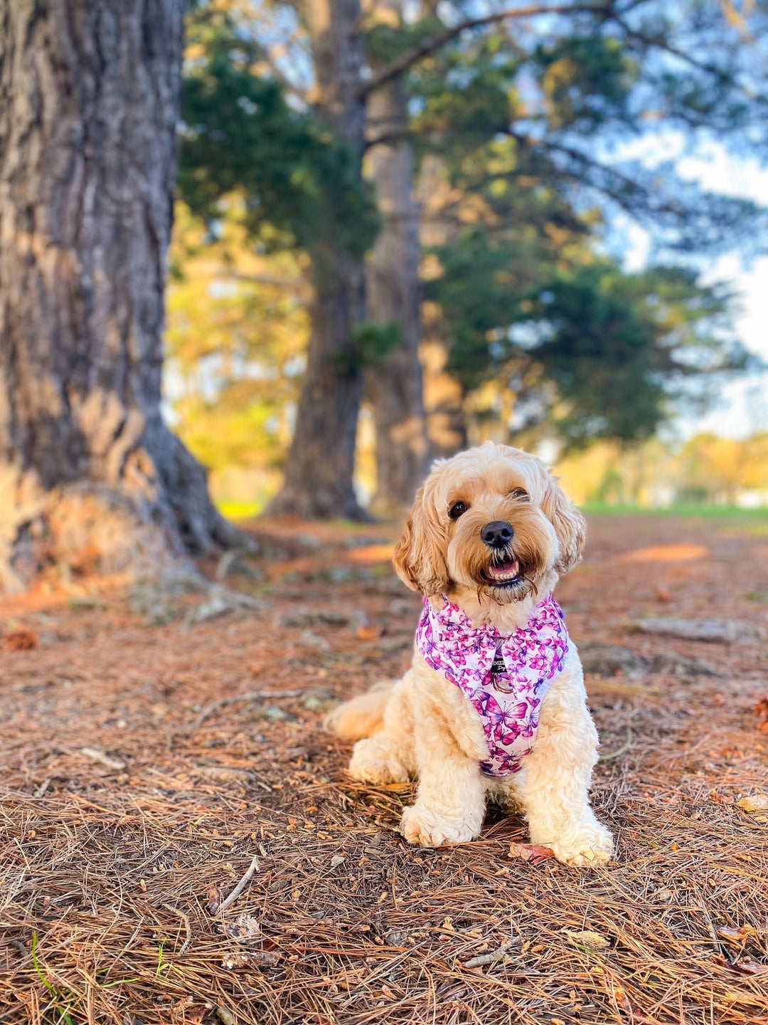 DOG HARNESS | Pink Butterflies | Neck Adjustable Dog Harness-Fabric Harness-Dizzy Dog Collars