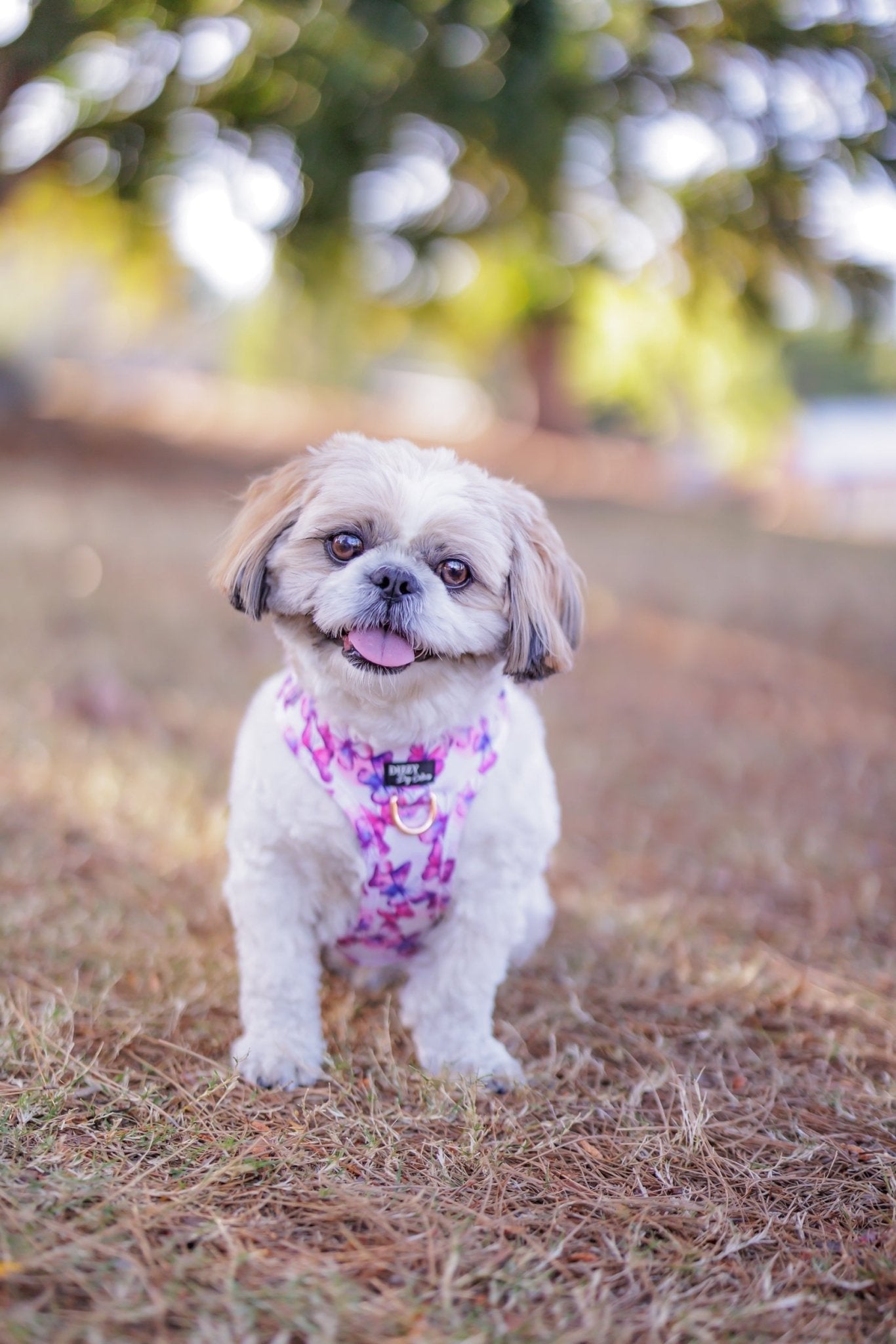 DOG HARNESS | Pink Butterflies | Neck Adjustable Dog Harness-Fabric Harness-Dizzy Dog Collars