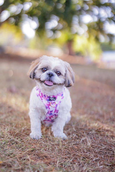 DOG HARNESS | Pink Butterflies | Neck Adjustable Dog Harness-Fabric Harness-Dizzy Dog Collars