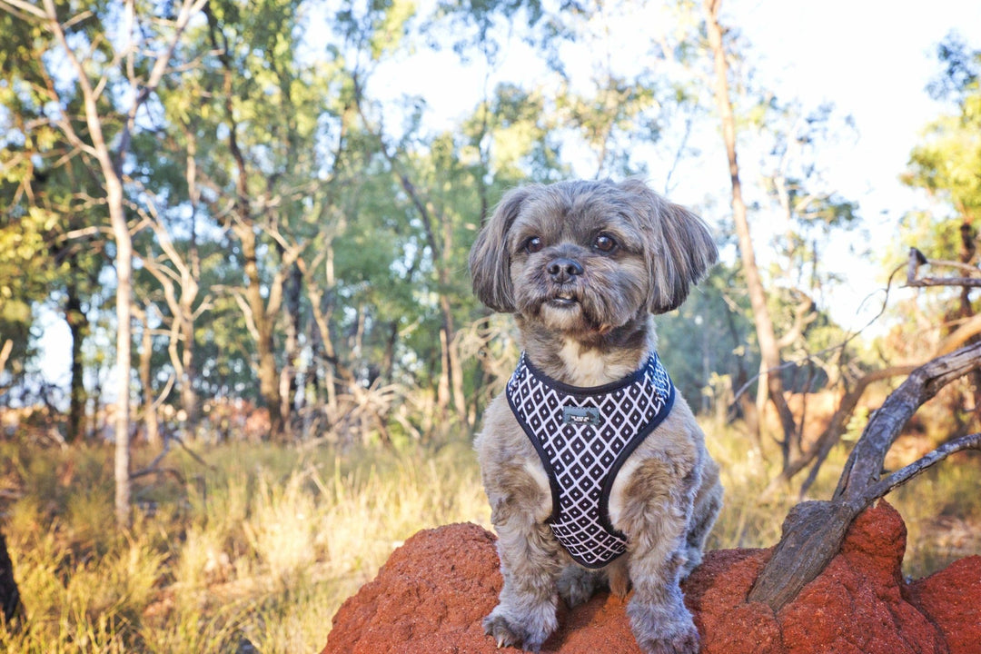 dog harness