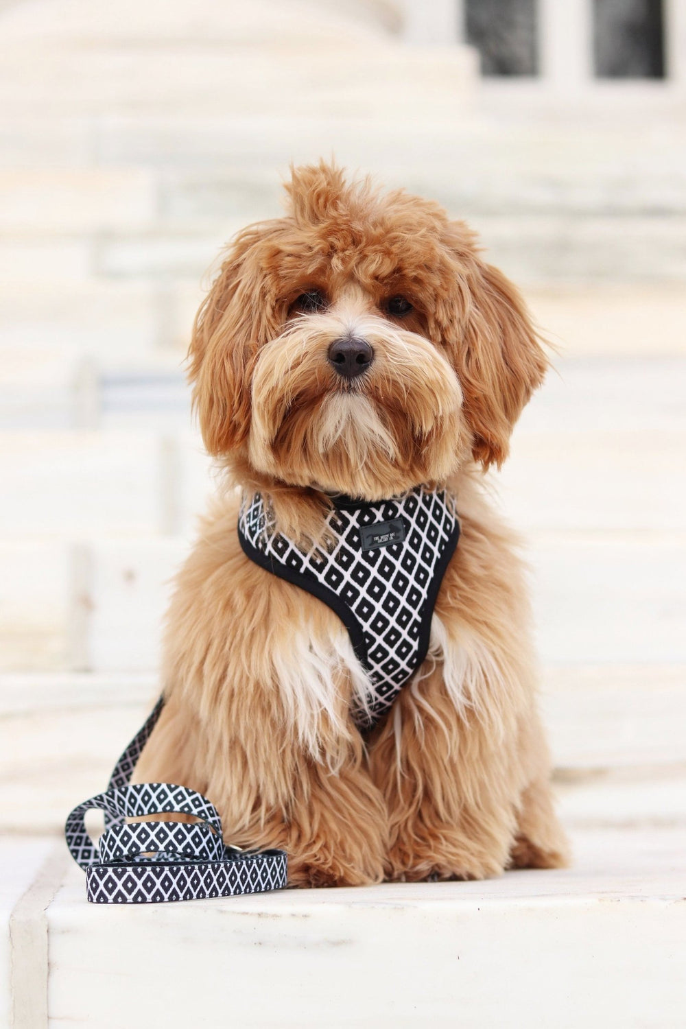 cute dog in harness, small dog in nice dog harness