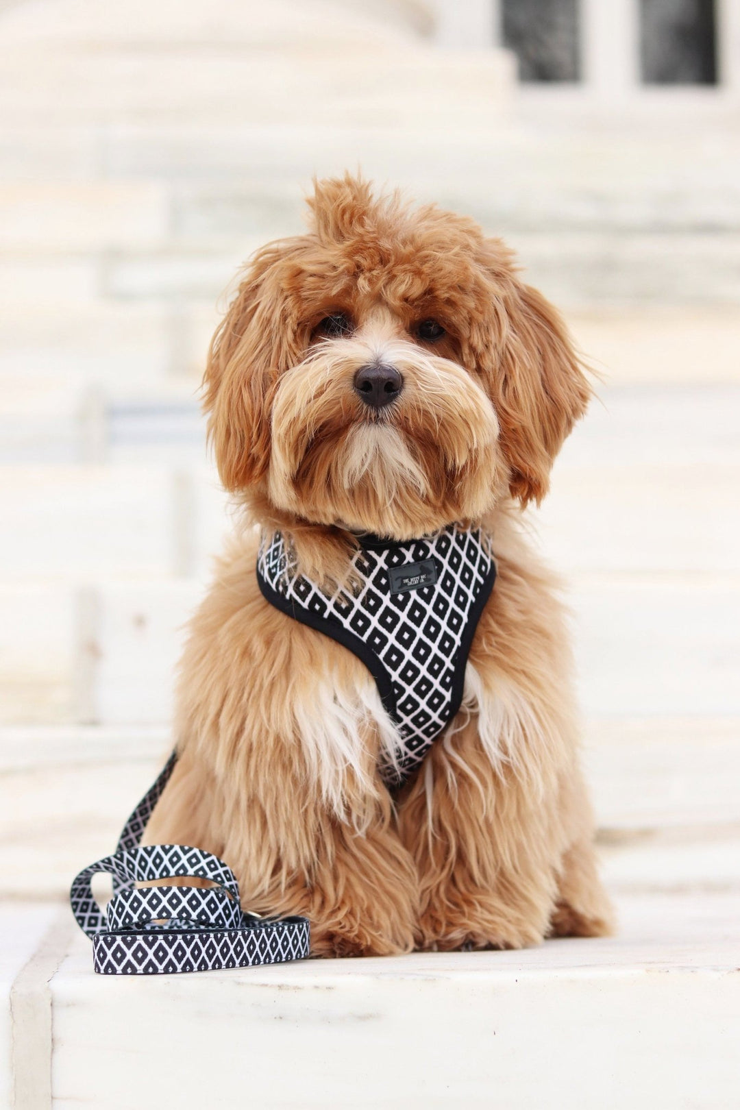 cute dog in harness, small dog in nice dog harness