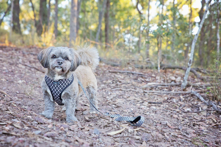 dog harness