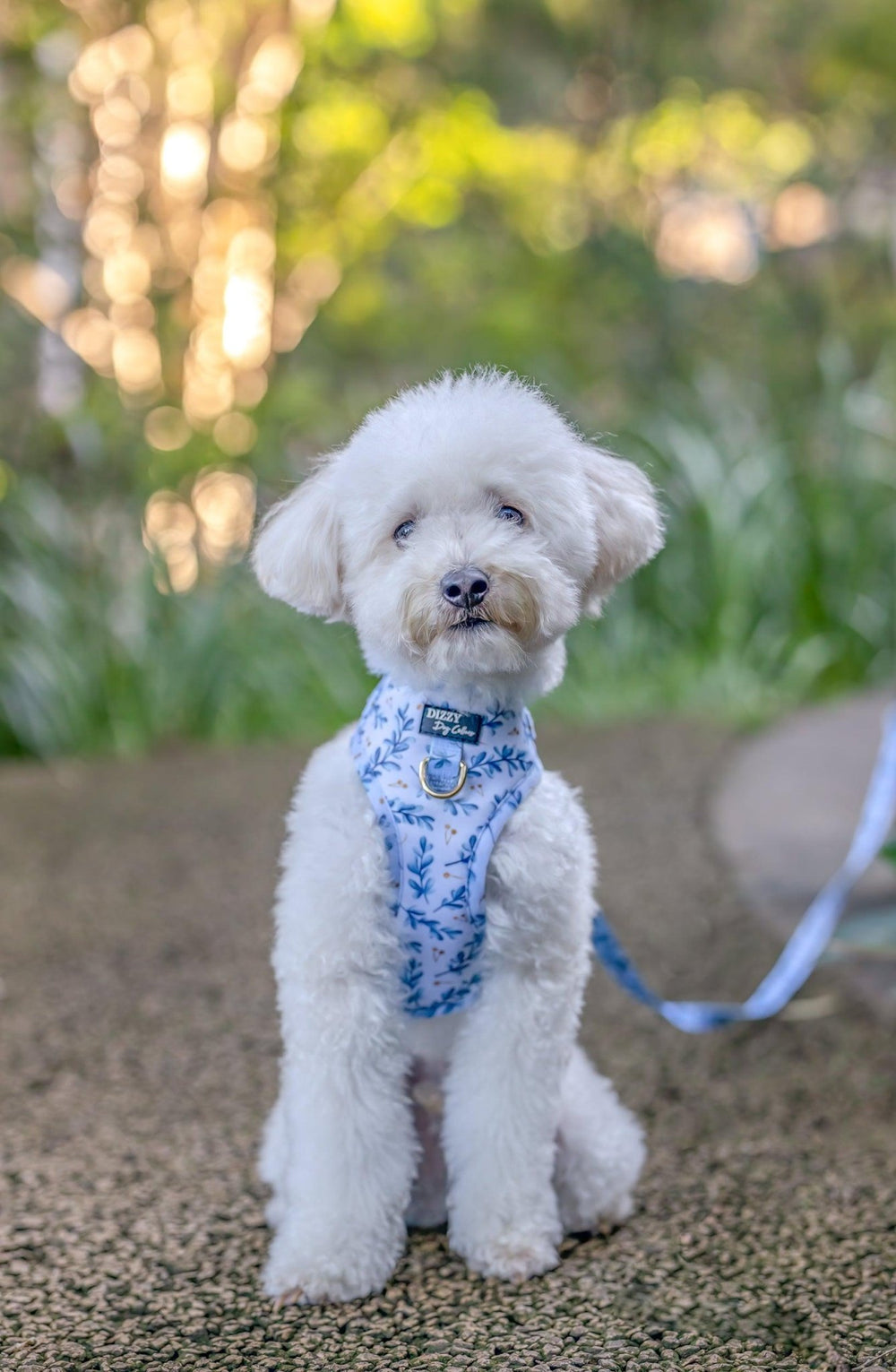 DOG HARNESS | Little Lou | Neck Adjustable Dog Harness-Harness-Dizzy Dog Collars