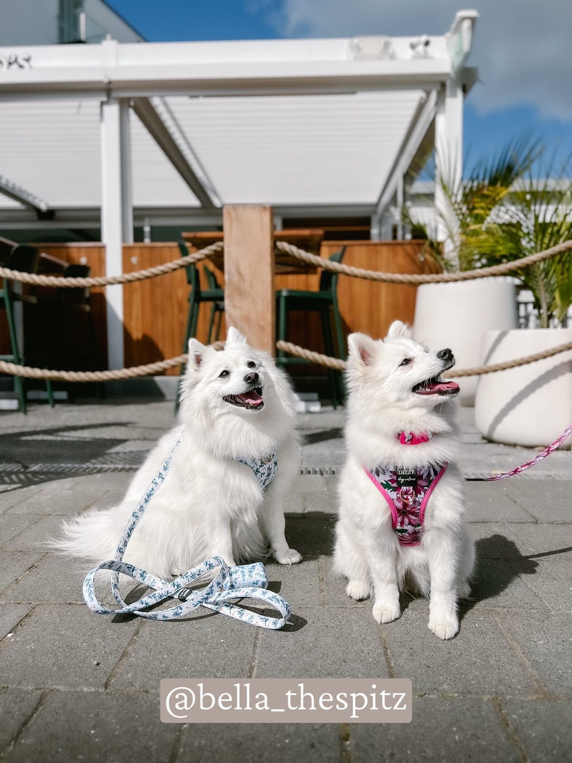 DOG HARNESS | Little Lou | Neck Adjustable Dog Harness-Fabric Harness-Dizzy Dog Collars