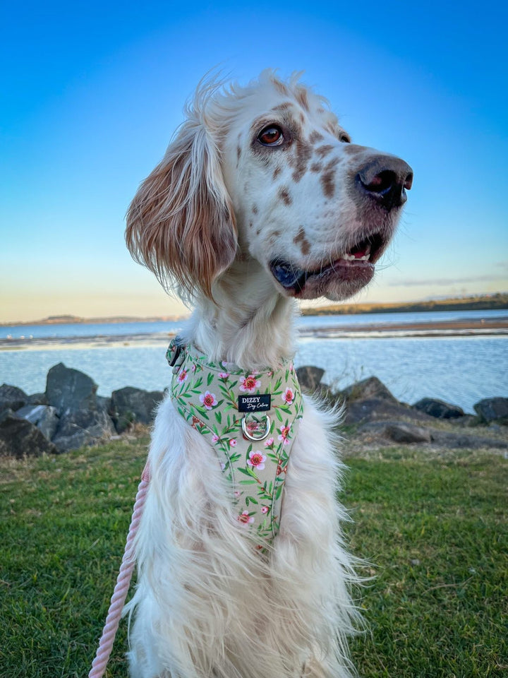 DOG HARNESS | Manuka | Neck Adjustable Dog Harness-Fabric Harness-Dizzy Dog Collars