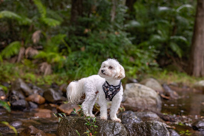 white maltese dog wearing black and gold floral dog harness, on rocks in a lake