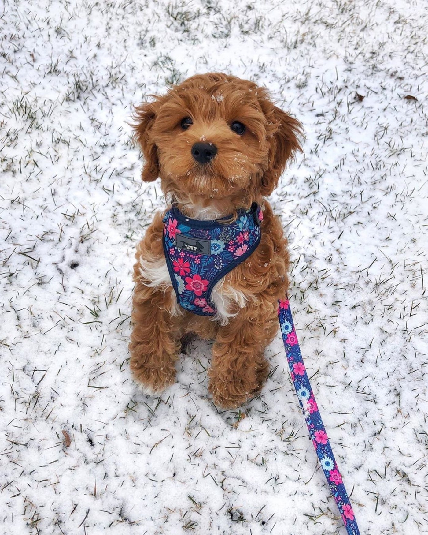 DOG HARNESS - Navy Floral - Neck Adjustable Harness-Fabric Harness-Dizzy Dog Collars