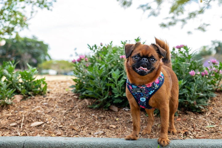 DOG HARNESS - Navy Floral - Neck Adjustable Harness-Harness-Dizzy Dog Collars