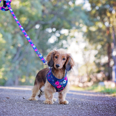 DOG HARNESS - Navy Floral - Neck Adjustable Harness-Harness-Dizzy Dog Collars