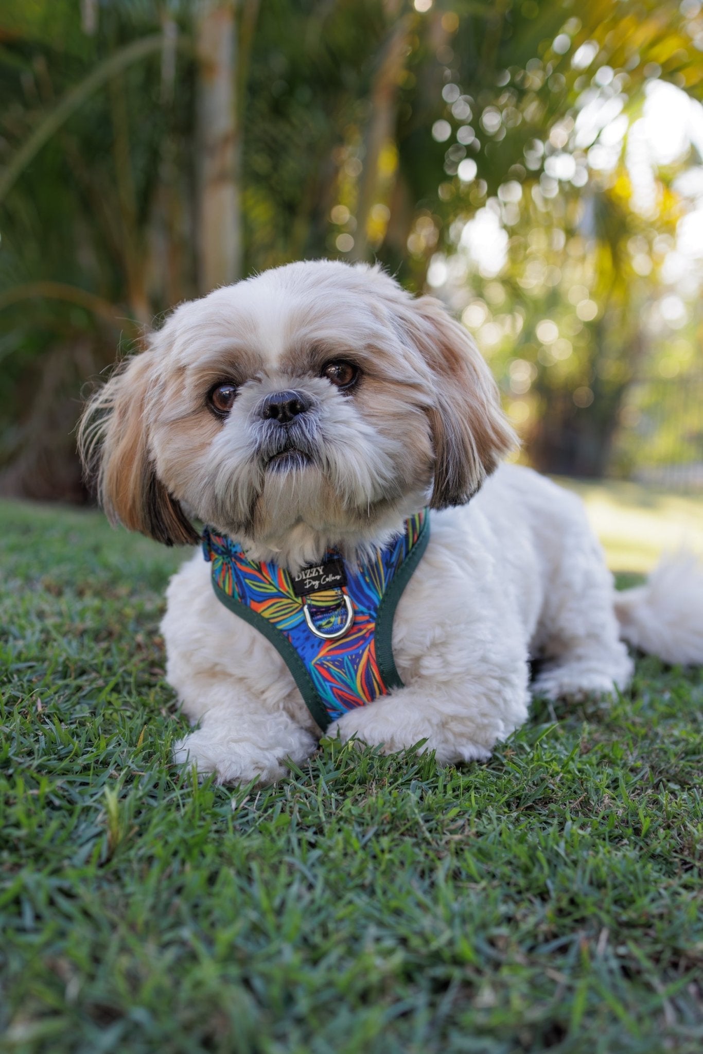 DOG HARNESS | Oasis | Neck Adjustable Dog Harness-Fabric Harness-Dizzy Dog Collars