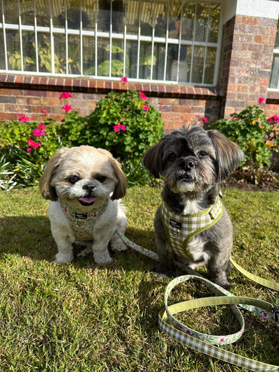 DOG HARNESS | Olive Gingham | Neck Adjustable Dog Harness-Fabric Harness-Dizzy Dog Collars