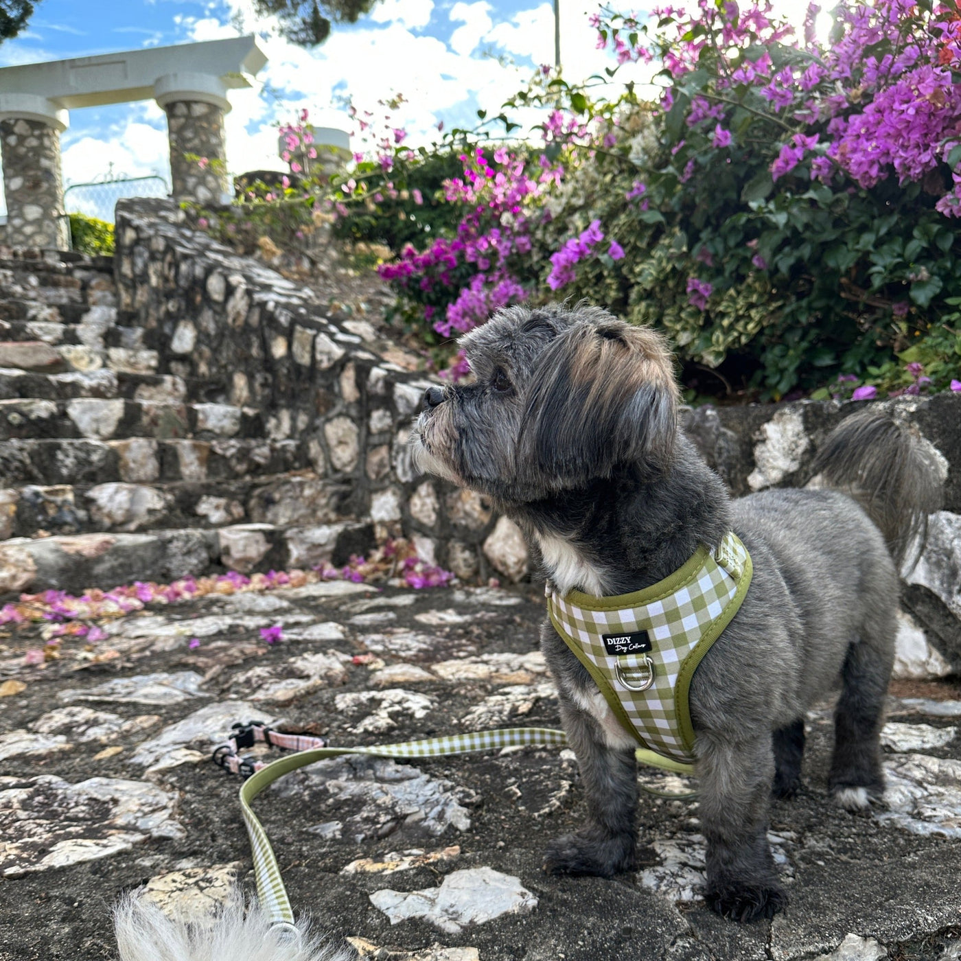 DOG HARNESS | Olive Gingham | Neck Adjustable Dog Harness-Fabric Harness-Dizzy Dog Collars