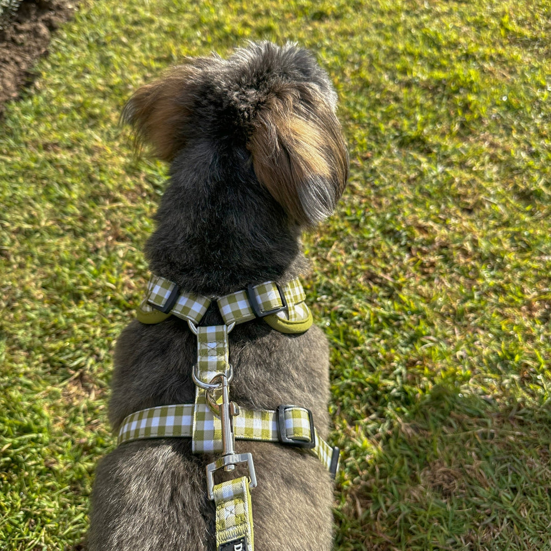 DOG HARNESS | Olive Gingham | Neck Adjustable Dog Harness-Fabric Harness-Dizzy Dog Collars