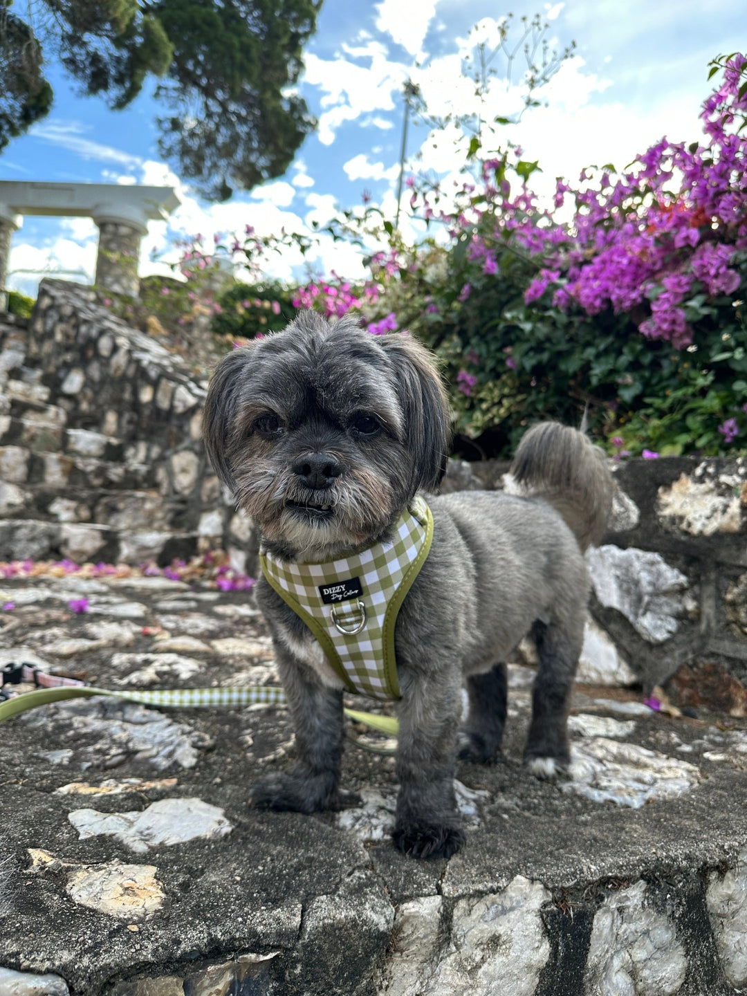 DOG HARNESS | Olive Gingham | Neck Adjustable Dog Harness-Fabric Harness-Dizzy Dog Collars