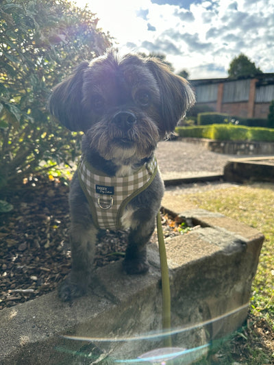 DOG HARNESS | Olive Gingham | Neck Adjustable Dog Harness-Fabric Harness-Dizzy Dog Collars