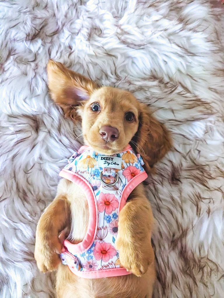 DOG HARNESS | Peachy Posies | Neck Adjustable Dog Harness-Fabric Harness-Dizzy Dog Collars