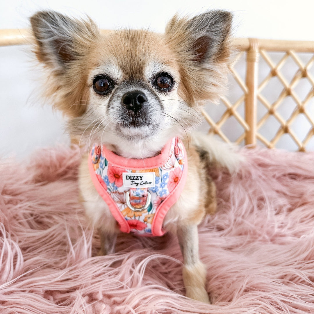 DOG HARNESS | Peachy Posies | Neck Adjustable Dog Harness-Fabric Harness-Dizzy Dog Collars