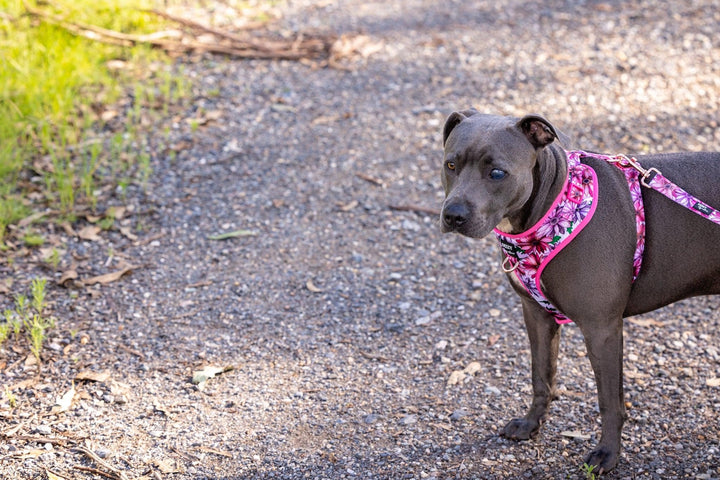 DOG HARNESS | Perfect Petals | Neck Adjustable Dog Harness-Harness-Dizzy Dog Collars