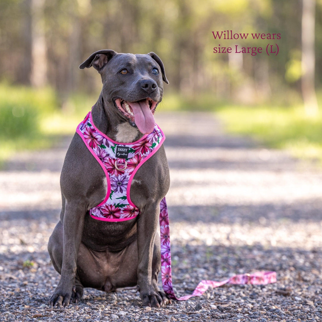 blue staffy wearing pink dog harness in bush setting