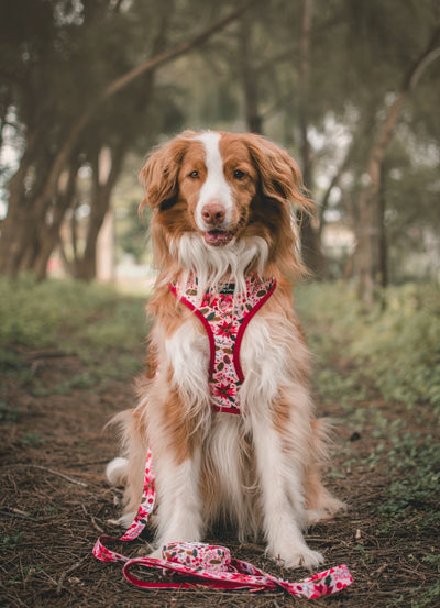 DOG HARNESS | Poinsettia | Christmas Neck Adjustable Dog Harness-Harness-Dizzy Dog Collars