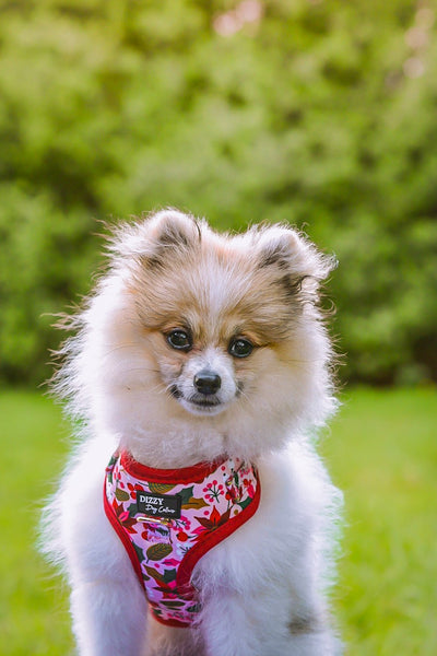 DOG HARNESS | Poinsettia | Christmas Neck Adjustable Dog Harness-Harness-Dizzy Dog Collars