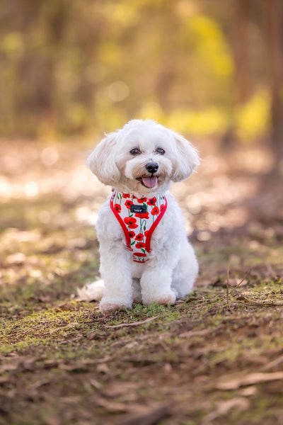 A small white dog with fluffy fur is sitting outdoors on a grassy area. The dog is wearing a colorful harness adorned with red poppies and green leaves. The background is blurred, showcasing trees and foliage with a warm, golden hue, suggesting a sunny day in the park. The dog looks content and is sticking its tongue out slightly.